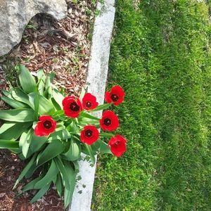 Meet your Posher, Sammy